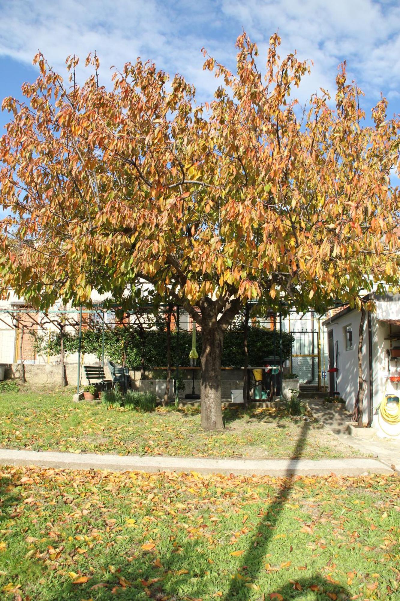 Il Gelsomino Villa Triest Exterior foto